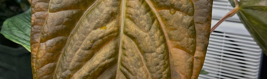 Guide d'achat terreau Anthurium