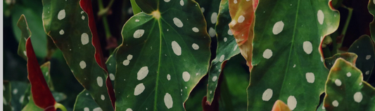 Begonia : rempotage, arrosage et entretien