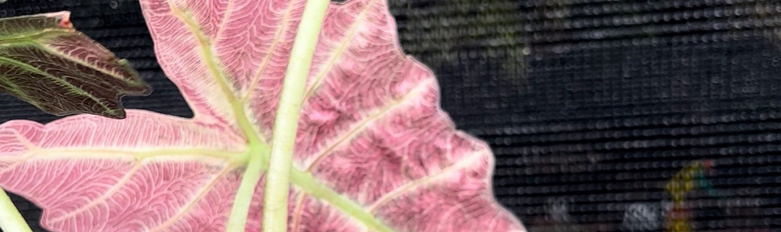 Guide Alocasias plantes tropicales rares culture et substrat