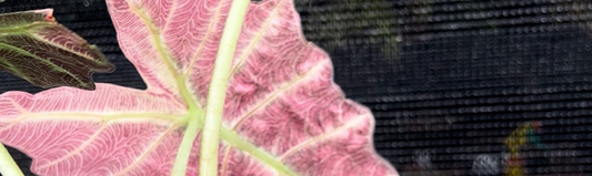 Guide Alocasias plantes tropicales rares culture et substrat