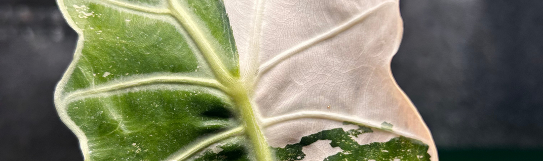 Alocasia Amazonica : une variété méconnue