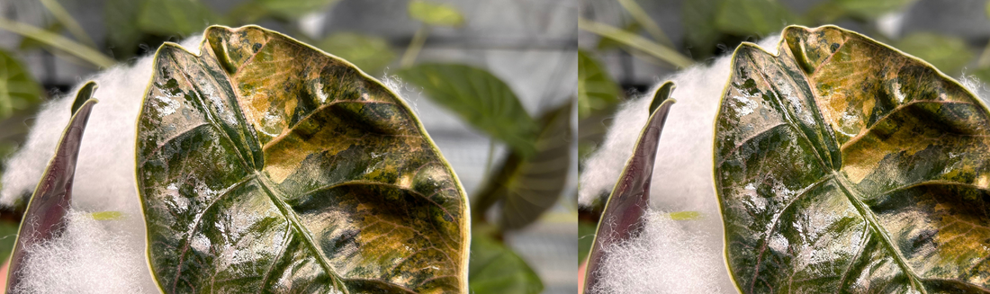 Alocasia azlanii plante tropicale rare entretien et culture