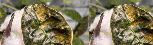 Alocasia azlanii plante tropicale rare entretien et culture