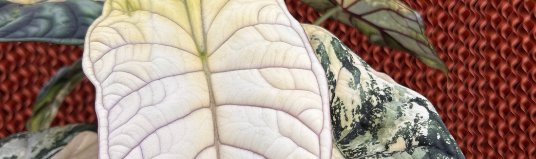 Alocasia baginda plante tropicale rare origine et culture
