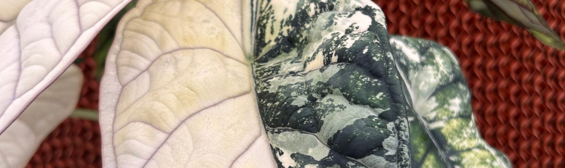 Alocasia Dragon Scale plante tropicale rare culture Europe