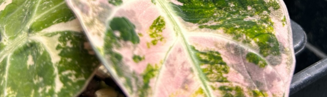 Alocasia Black Velvet plante tropicale rare