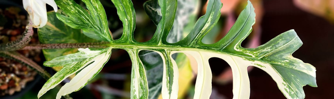 Alocasia brancifolia plante tropicale rare culture Europe
