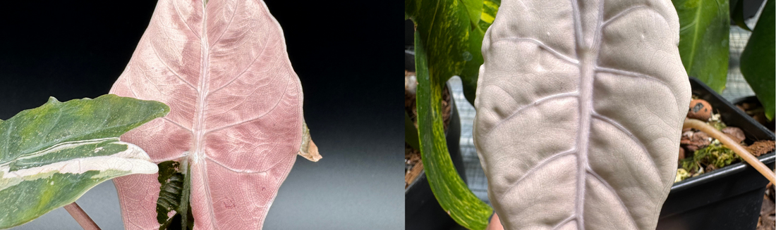 Alocasia Chantrierii hybride rare culture Europe