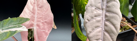 Alocasia Chantrierii hybride rare culture Europe