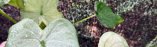 Alocasia cucullata entretien plante tropicale rare France Europe