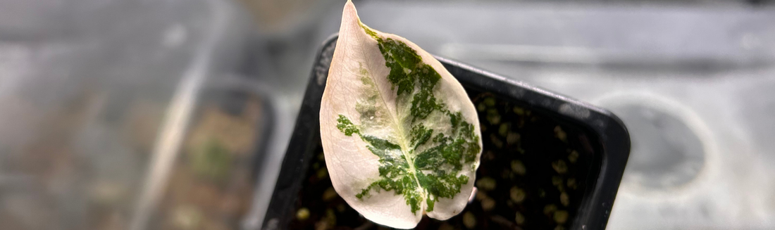 Alocasia Cuprea plante tropicale rare entretien et culture