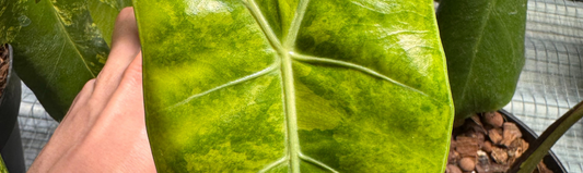 Alocasia longiloba plante tropicale rare origine et hybrides