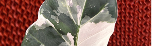 Alocasia Regal Shields hybride rare culture Europe