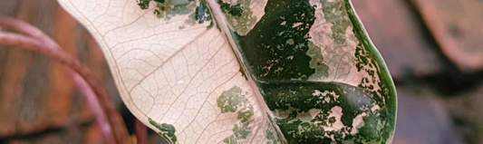 Alocasia Sanderiana - plante tropicale rare origine et culture