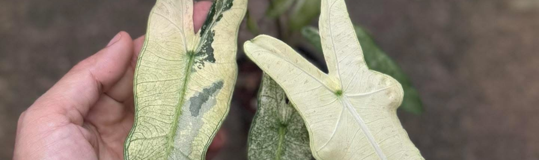 Alocasia Sarian plante tropicale rare Philippines Europe