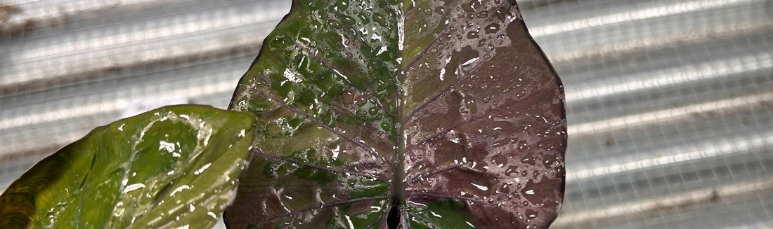 Alocasia Serendipity plante tropicale rare sombre