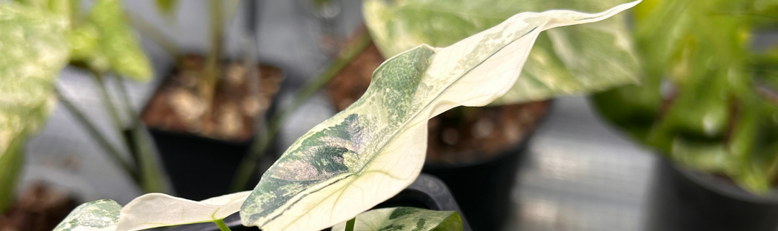 Alocasia Simpo hybride rare culture et variegation Europe