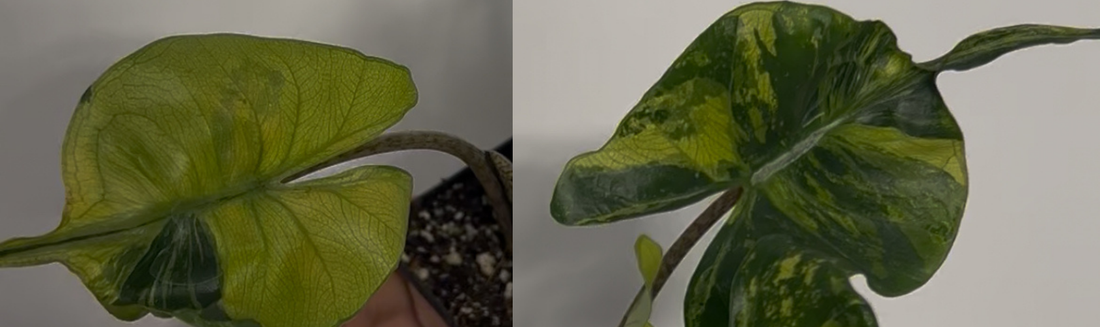 Alocasia Stingray rare conseils culture France Europe