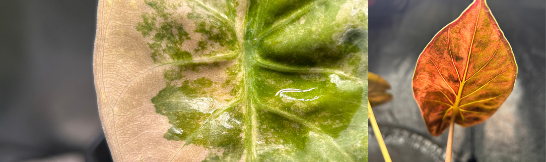 Alocasia wentii espèce botanique rare confusion et culture