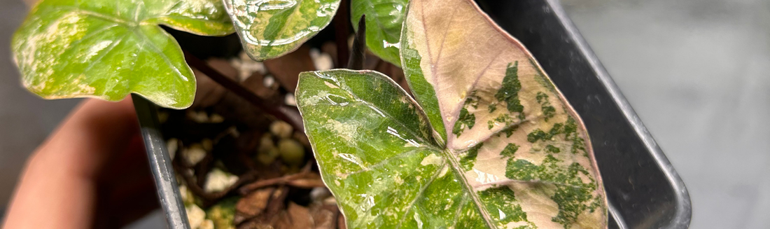 Alocasia Yucatan Princess plante tropicale rare entretien