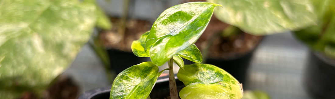 Alocasia zebrina guide culture et histoire plante rare Europe