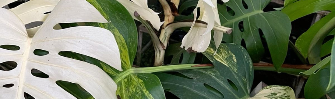Guide Monstera Variegata