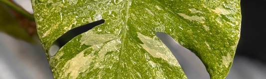 Plantes Variegata : Éviter le brunissement des feuilles blanches