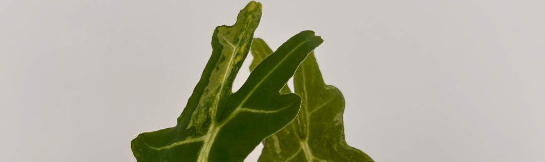 Alocasia portei plante tropicale géante rare