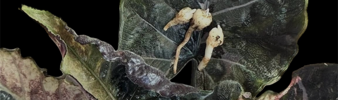 Combien de temps faut-il pour faire pousser une Alocasia à partir d’un corme ?