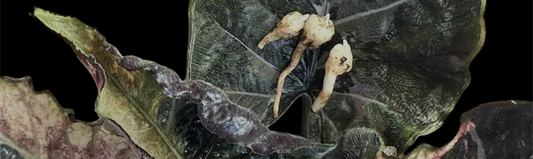 Combien de temps faut-il pour faire pousser une Alocasia à partir d’un corme ?
