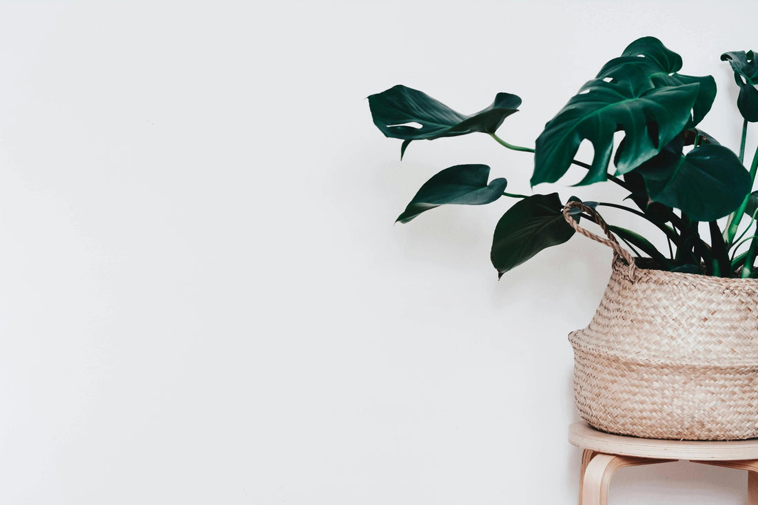 Comment-Entretenir-un-Monstera-Guide-Complet-pour-une-Croissance-Spectaculaire Green and White Plants