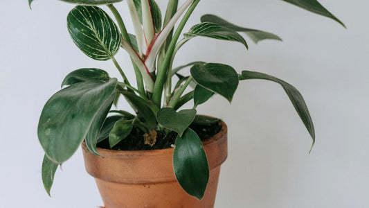 Comment-Entretenir-un-Philodendron-Guide-Complet-pour-une-Croissance-Optimale Green and White Plants