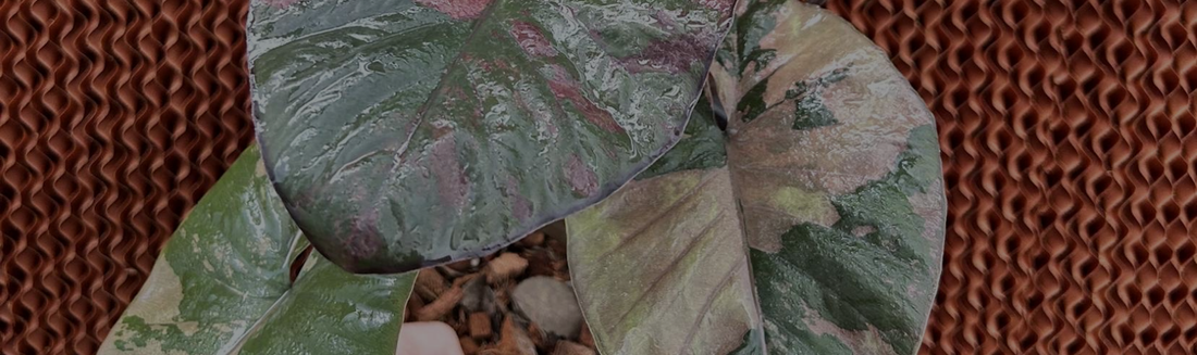 anthurium savannah Anthurium Sam's Dream 6 Extra Large Exact Plant  Rare Foliage Plant Co