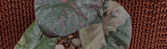 Comment obtenir plus de feuilles sur une alocasia ?