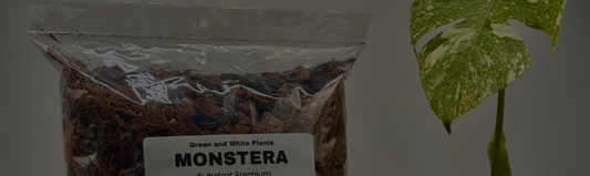Guide du substrat de la Monstera
