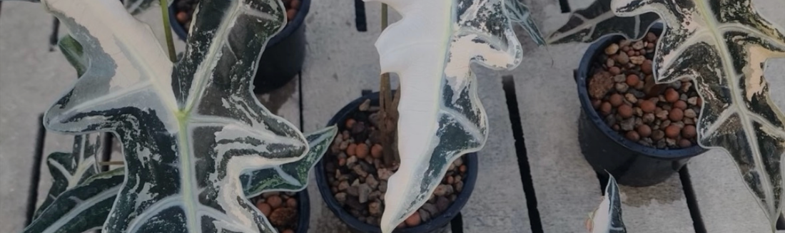 Guide d’achat Alocasia 2026