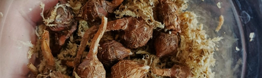 Guide d’achat bulbe / corme d’Alocasia