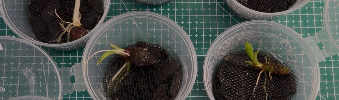 Guide de germination de bulbes / cormes d’Alocasia