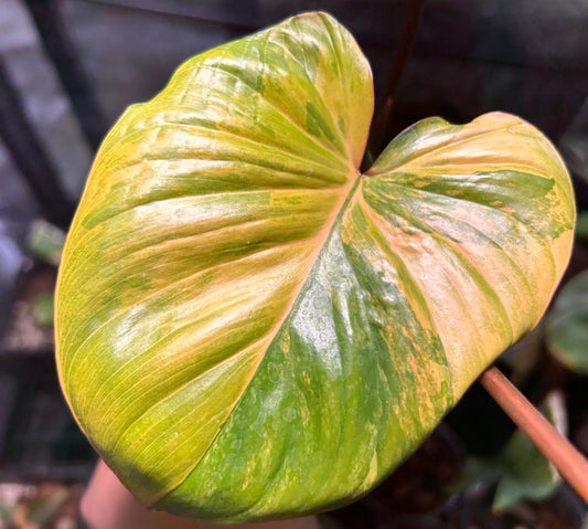 Comment-entretenir-un-Homalomena-Rubescens-Aurea Green and White Plants