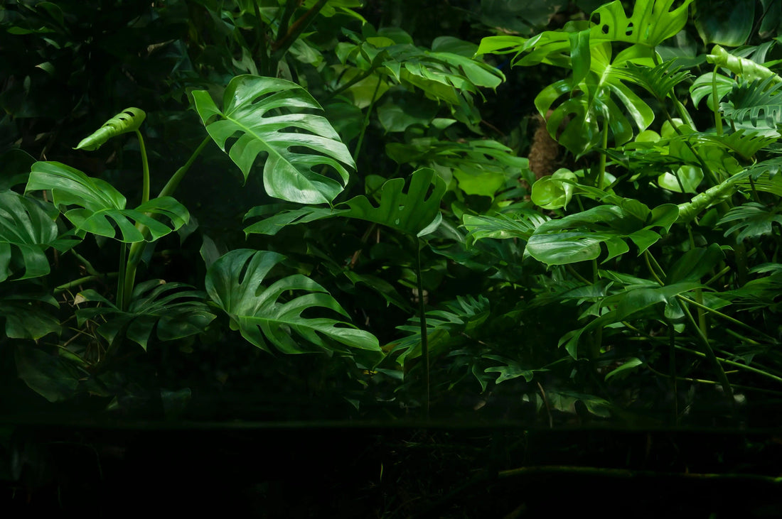 Monstera-ou-Philodendron-Différences-Prix-et-Guide-d-Achat Green and White Plants