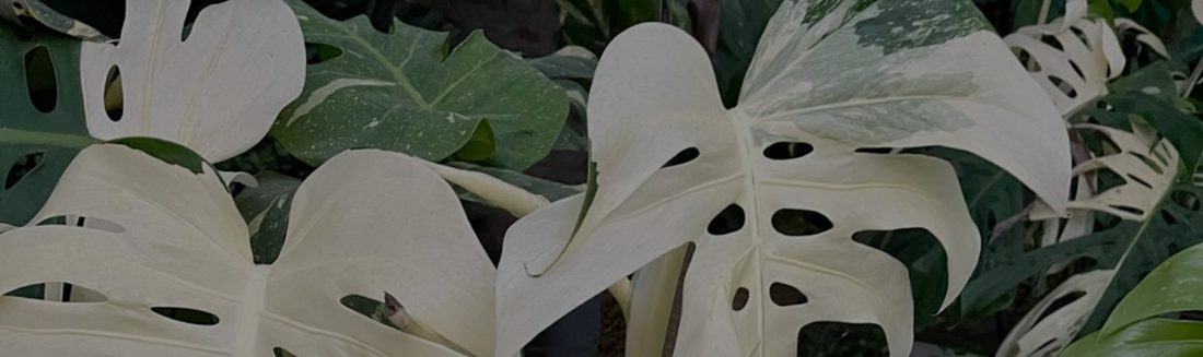 Comment avoir un beau Monstera ?