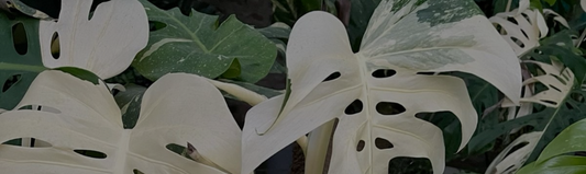 Comment avoir un beau Monstera ?