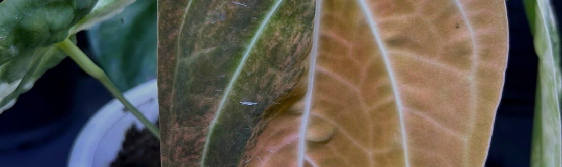 Anthurium : rempotage, arrosage et entretien