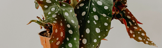 Comment multiplier un Begonia ?