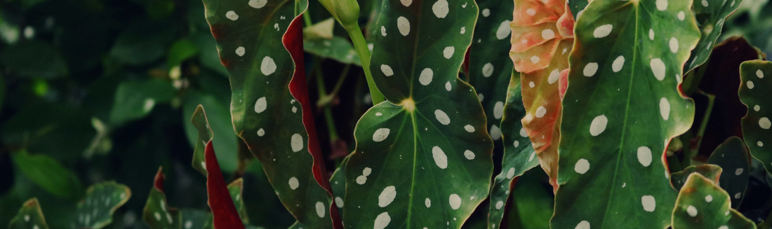 Où placer un Begonia ?