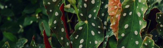Où placer un Begonia ?