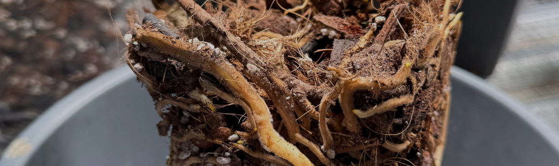 Meilleur terreau pour plante d'intérieur