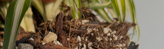 Quel terreau utiliser pour rempoter les plantes d'intérieur ?