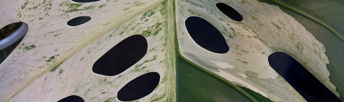 Le Monstera est-il une plante d'intérieur facile à entretenir ?