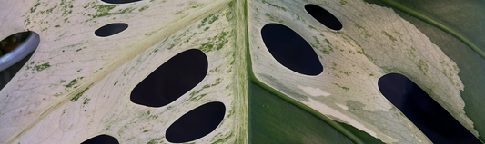 Le Monstera est-il une plante d'intérieur facile à entretenir ?